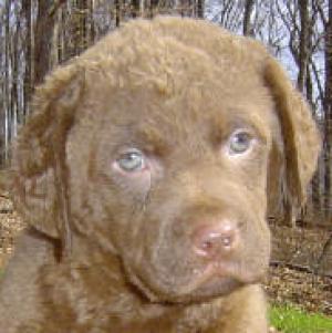 ChesapeakeBayRetriever